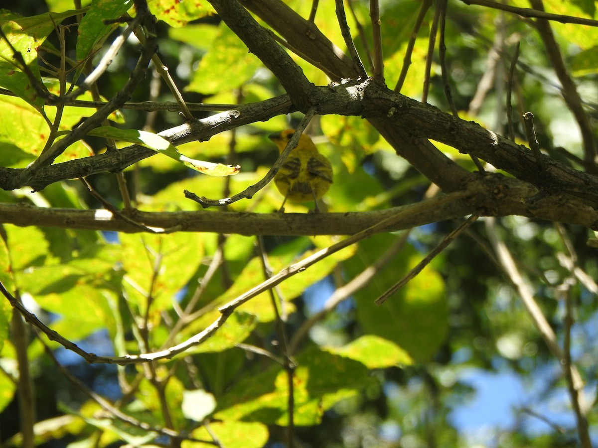 Saffron Finch - ML624175144