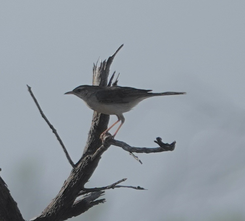 Rufous Songlark - ML624175154