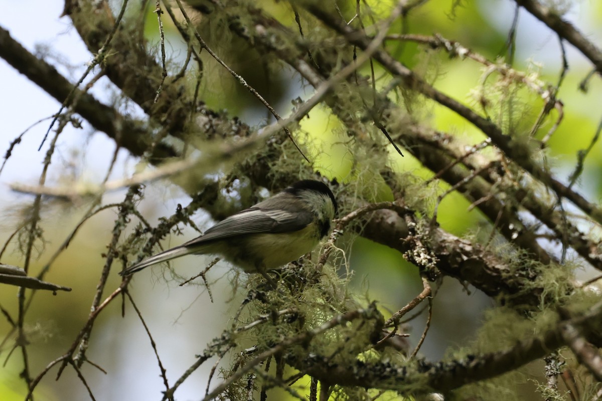 Black-capped Chickadee - ML624175156