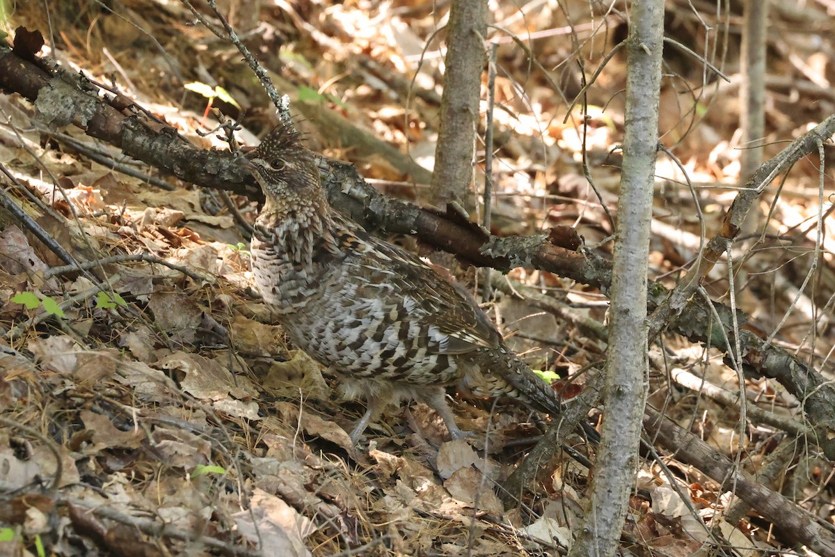 Ruffed Grouse - ML624175160