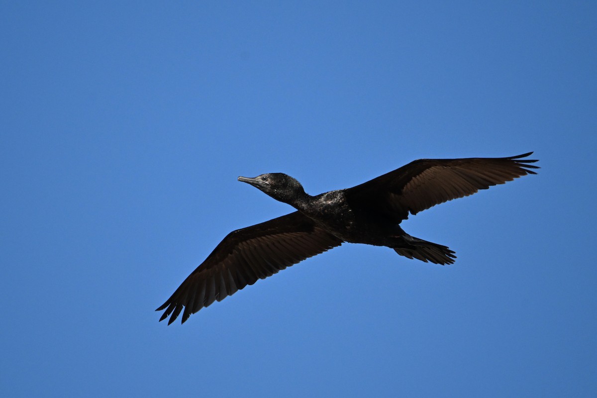 Little Black Cormorant - ML624175161