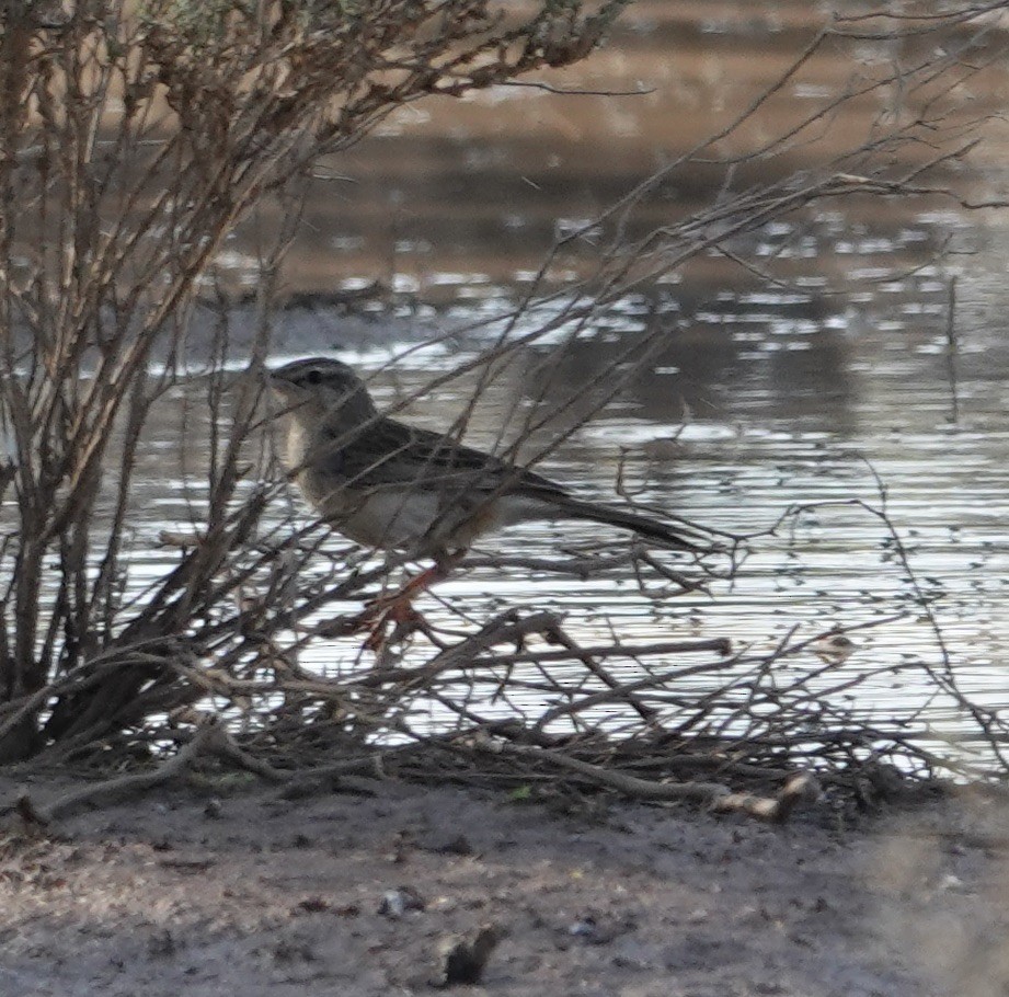 Rufous Songlark - ML624175167