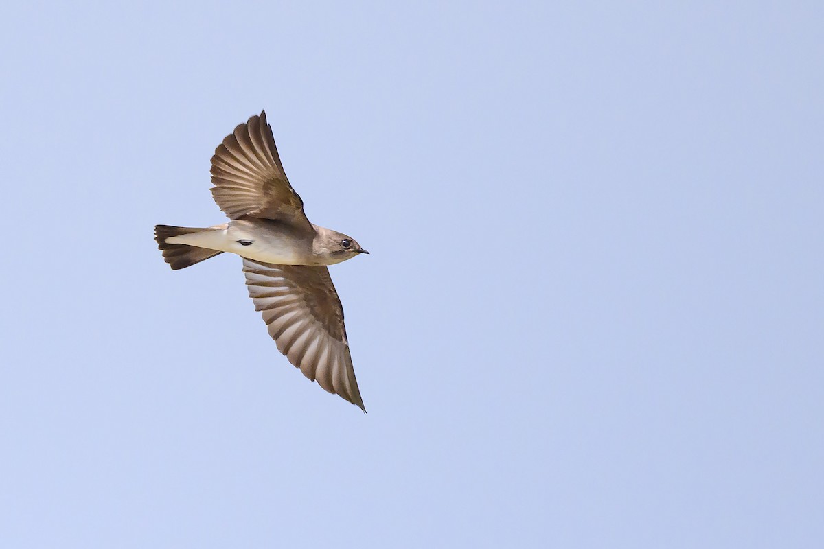 Hirondelle à ailes hérissées - ML624175168