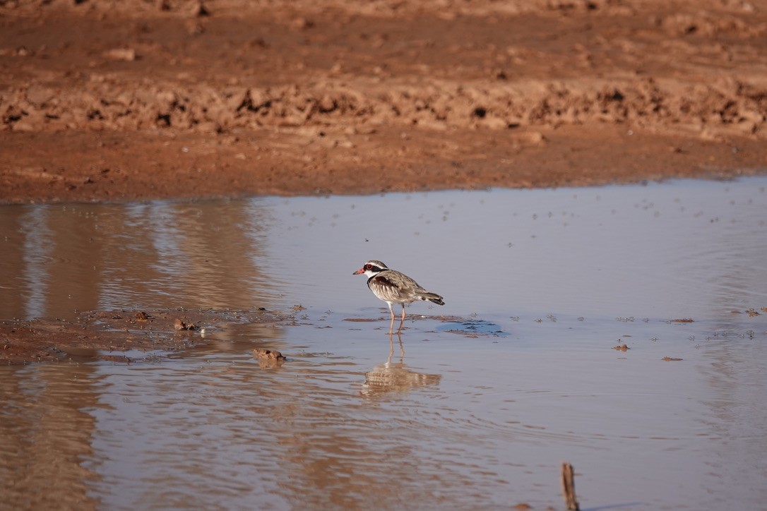 Black-fronted Dotterel - ML624175174