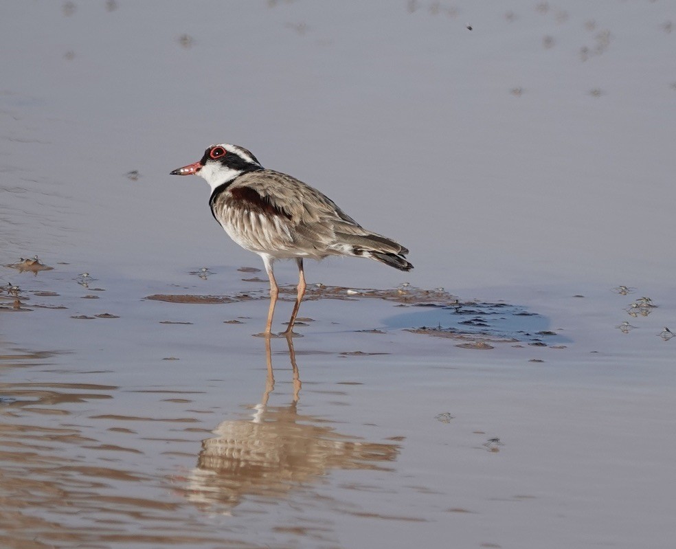 Black-fronted Dotterel - Snotty Foster