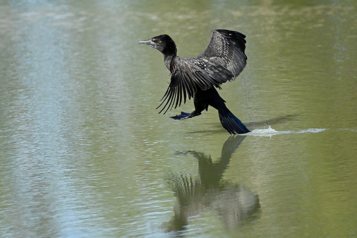 Little Black Cormorant - ML624175188