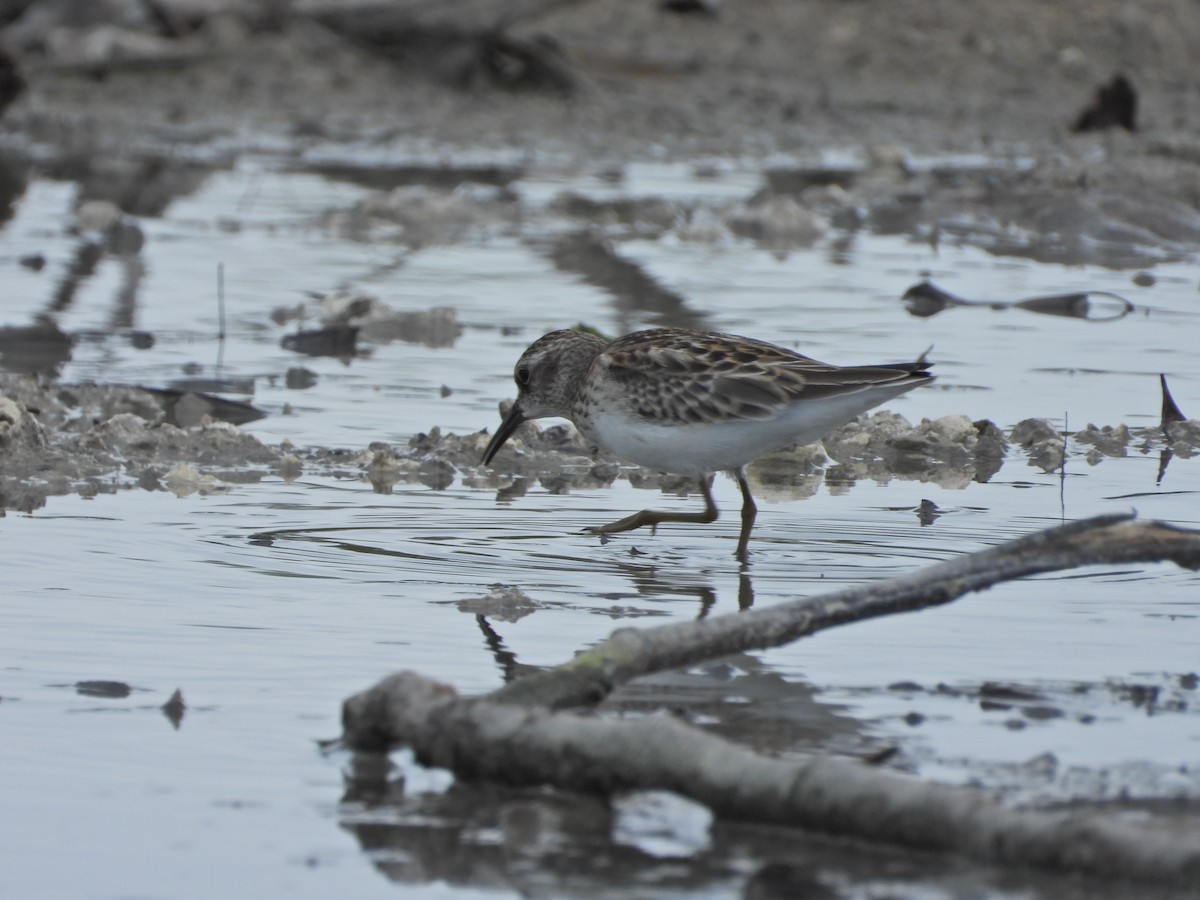 Least Sandpiper - ML624175224