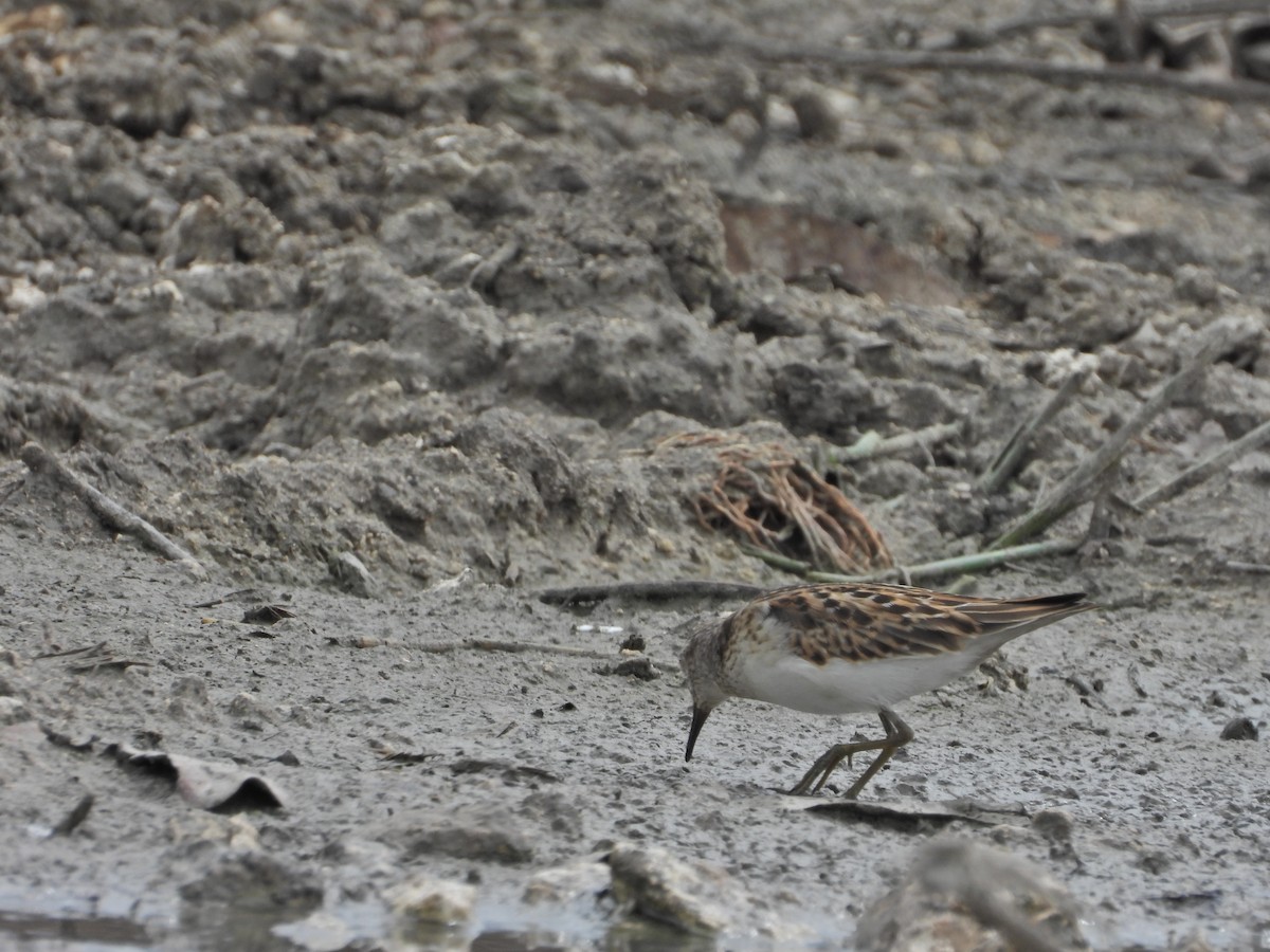 Least Sandpiper - ML624175225