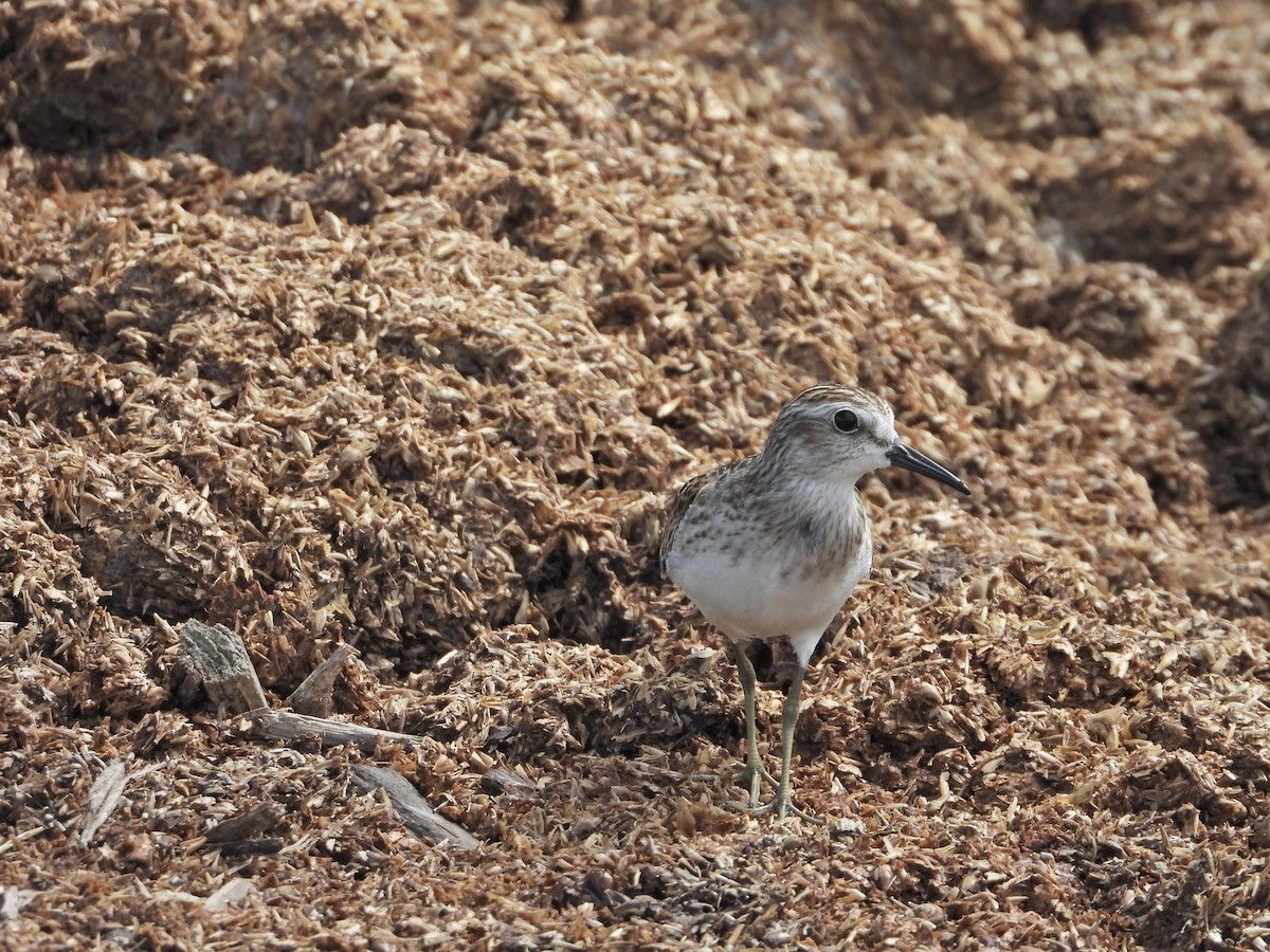 Least Sandpiper - ML624175227