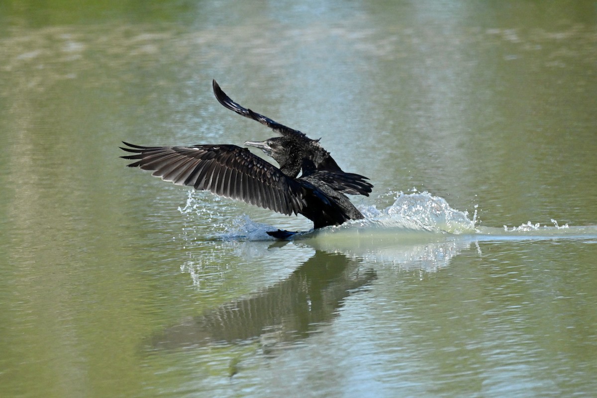 Little Black Cormorant - ML624175230