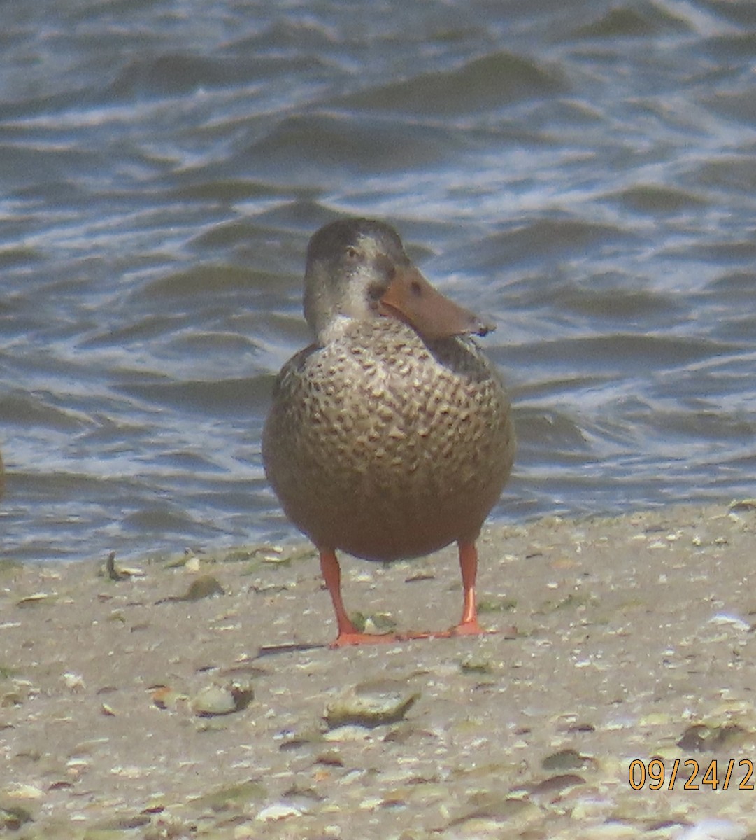 Northern Shoveler - ML624175241