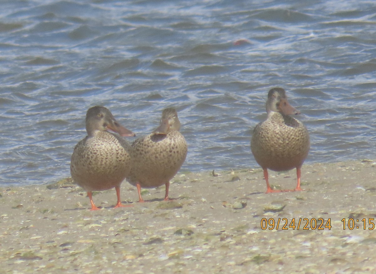 Northern Shoveler - ML624175247