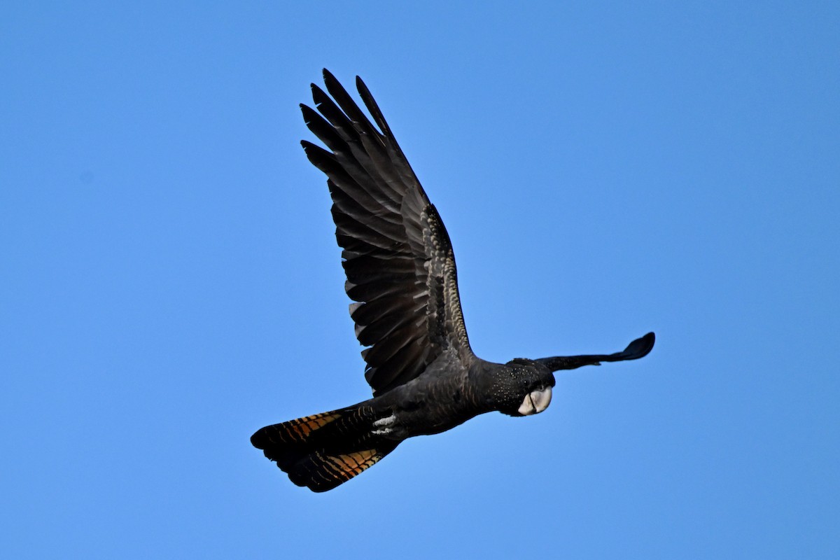 Red-tailed Black-Cockatoo - ML624175264