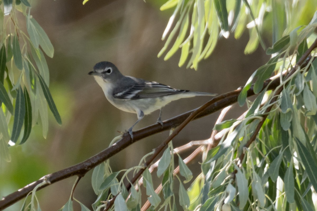 Plumbeous Vireo - ML624175265