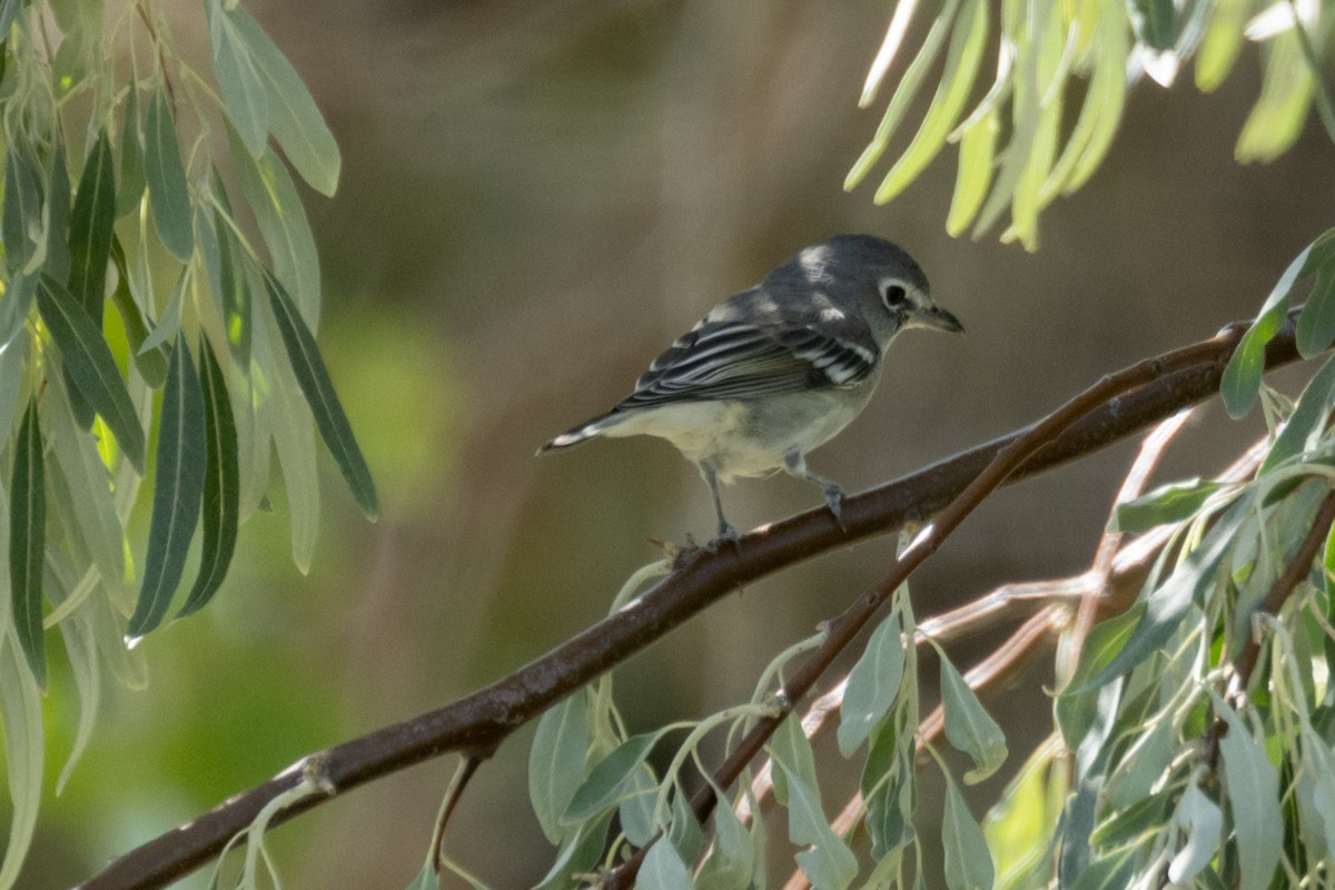 Plumbeous Vireo - ML624175266