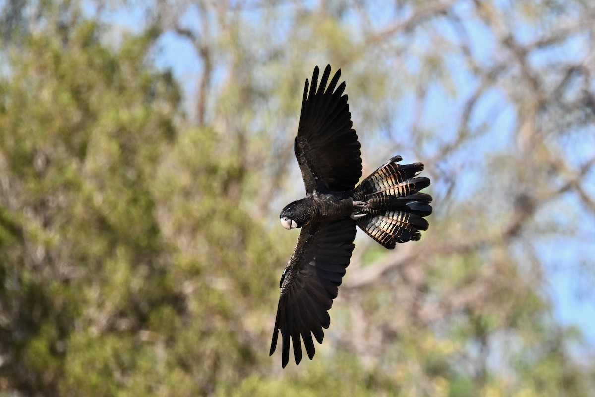 Red-tailed Black-Cockatoo - ML624175295