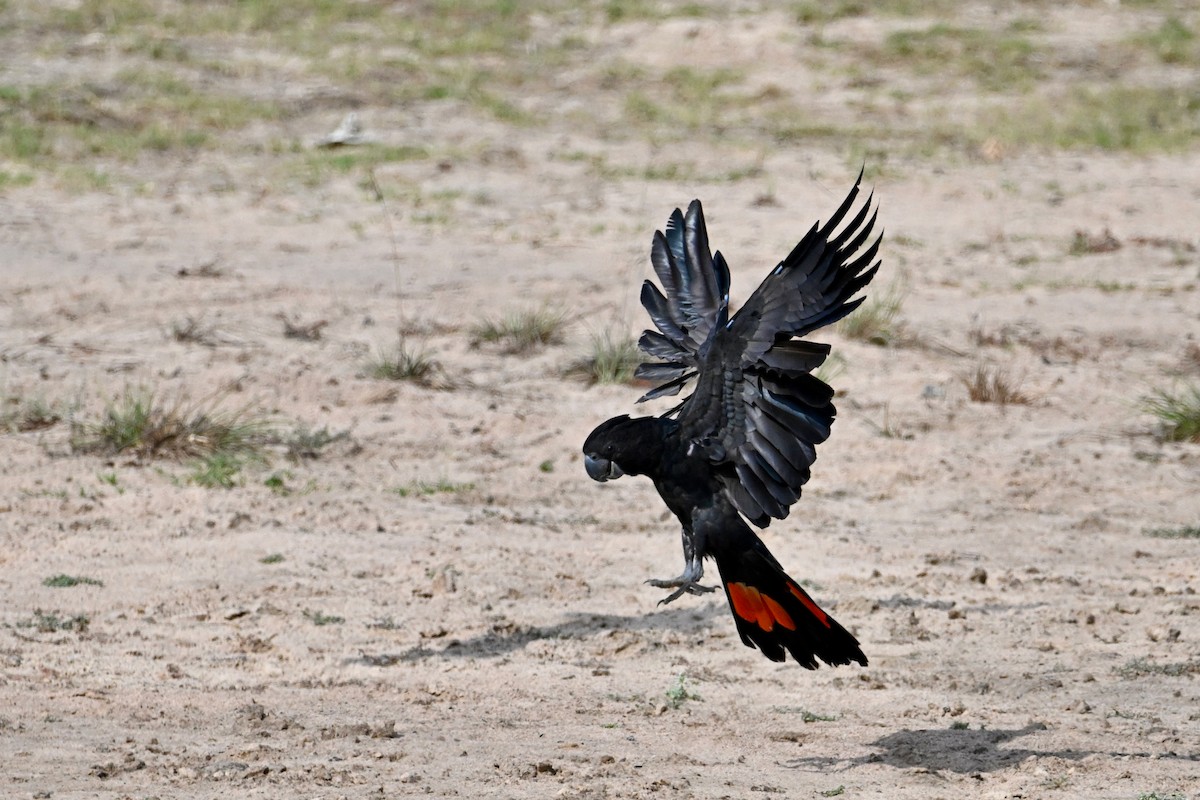 Red-tailed Black-Cockatoo - ML624175330