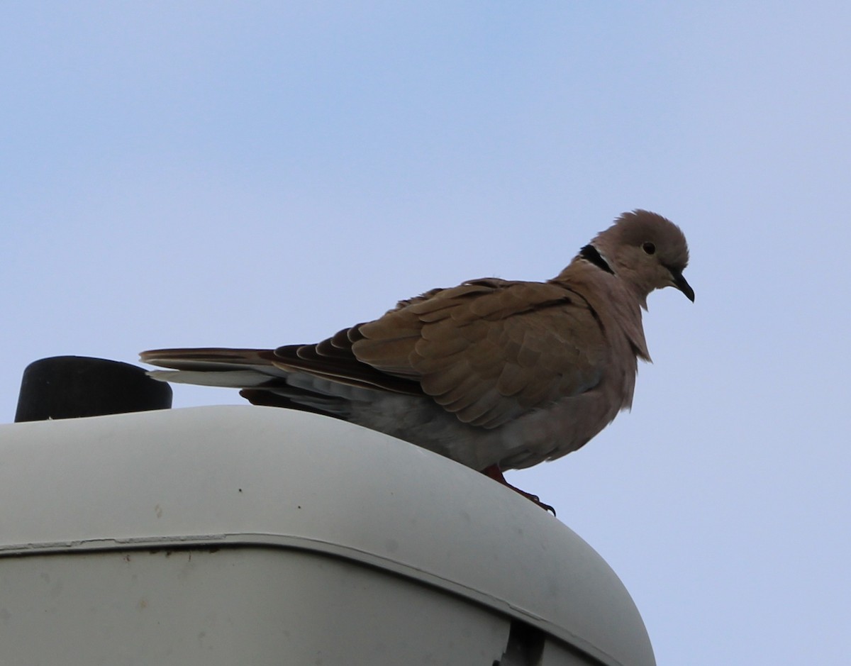 Eurasian Collared-Dove - ML624175343