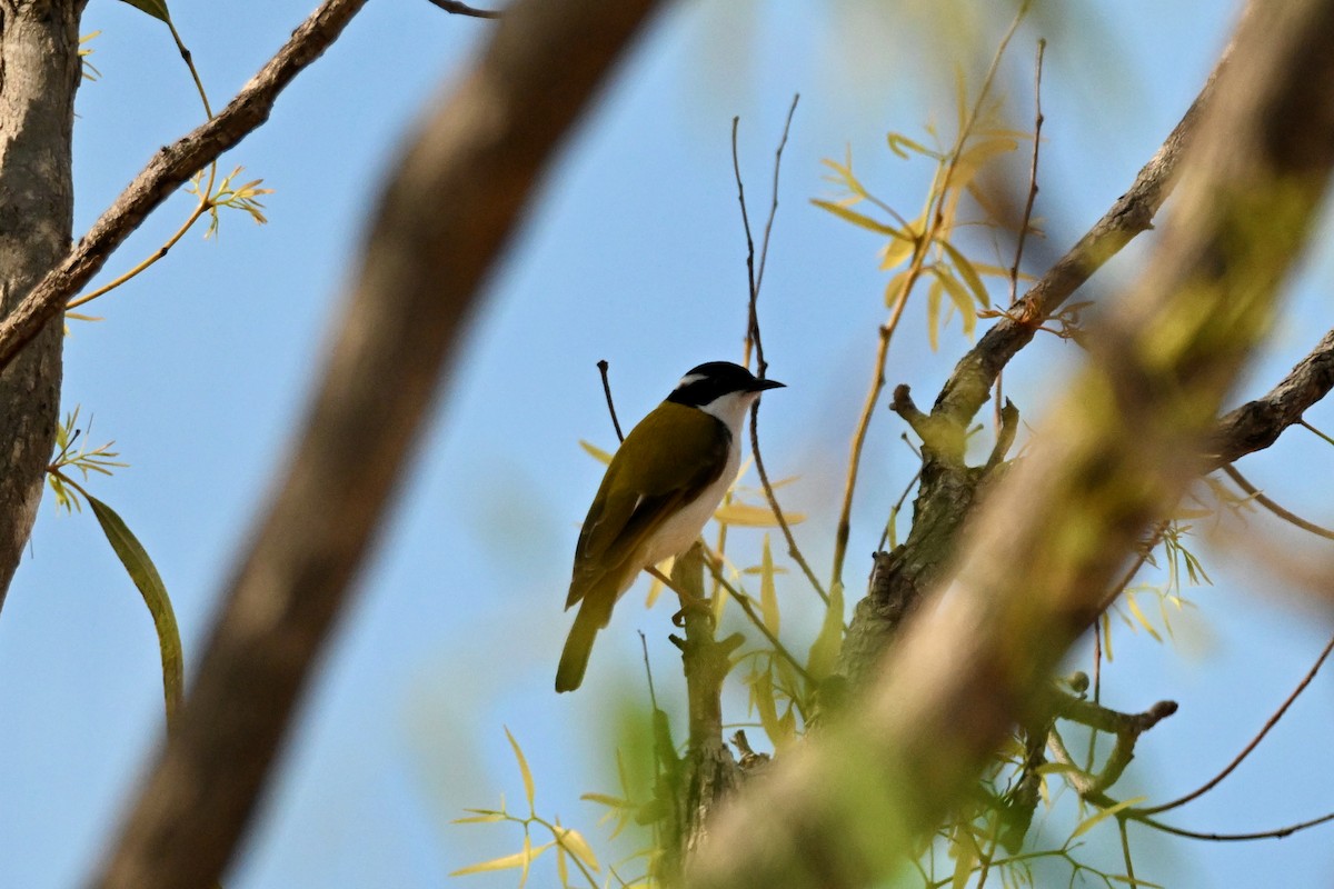 White-throated Honeyeater - ML624175348