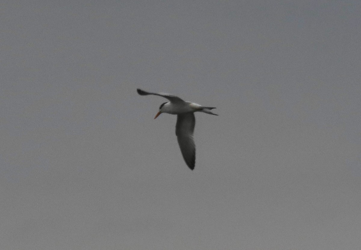 Forster's Tern - Anne Mytych