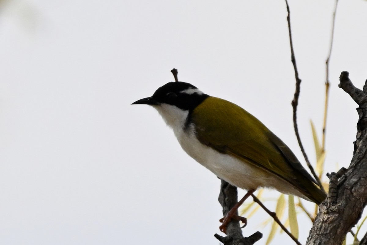 White-throated Honeyeater - ML624175372