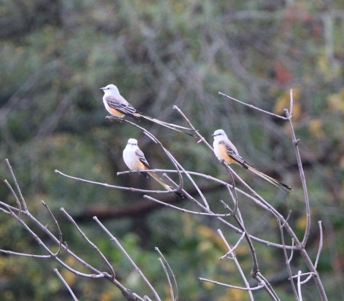 Scissor-tailed Flycatcher - ML624175387