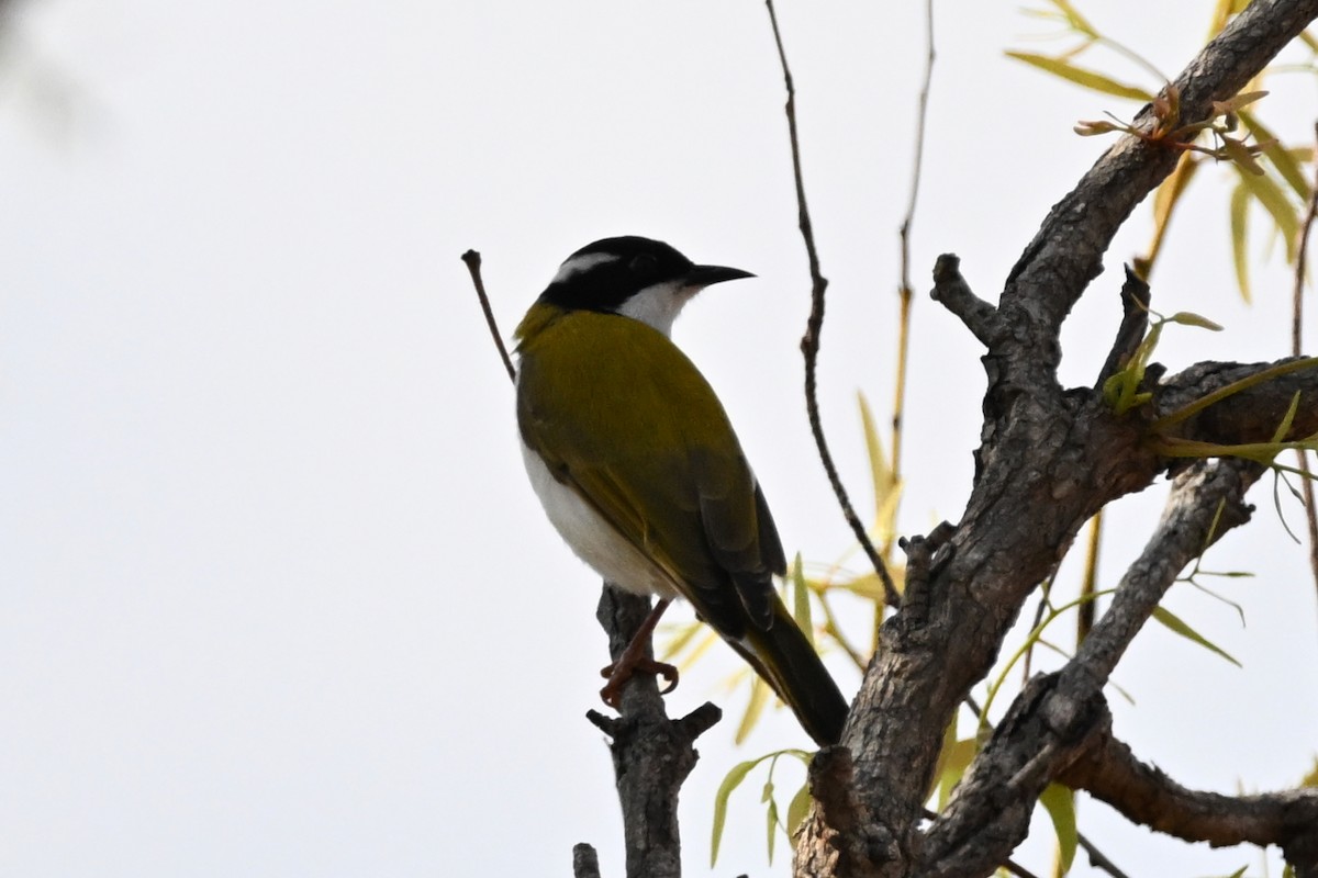 White-throated Honeyeater - ML624175388