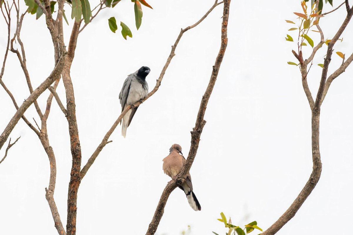 Spotted Dove - ML624175389