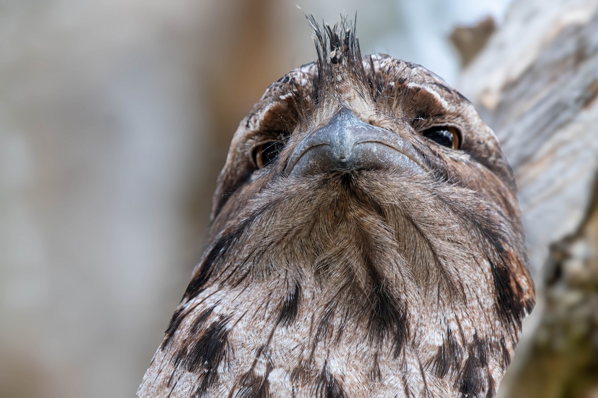 Tawny Frogmouth - ML624175407