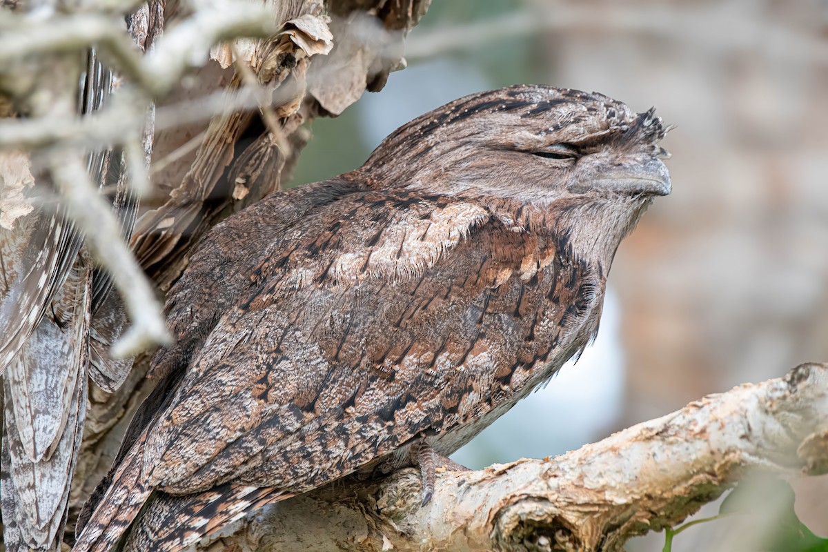 Tawny Frogmouth - ML624175408