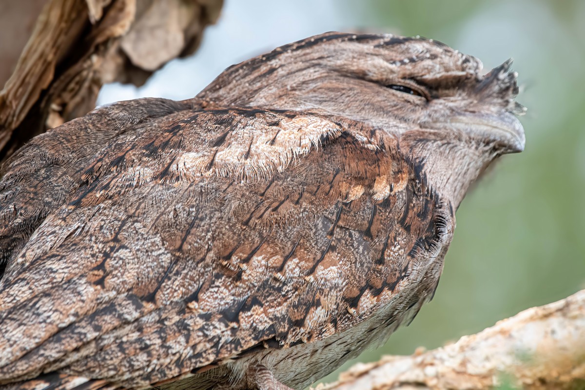 Tawny Frogmouth - ML624175424