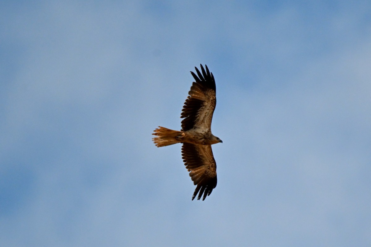 Whistling Kite - ML624175425