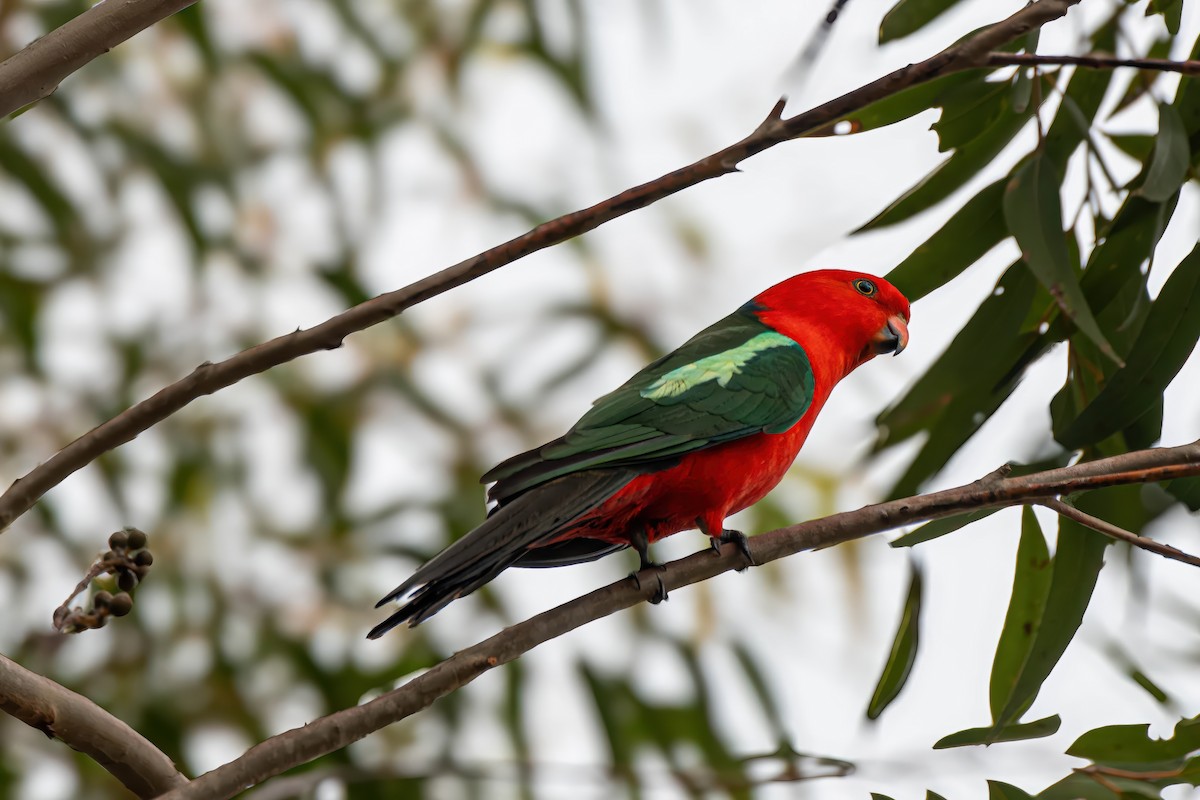 Australian King-Parrot - ML624175439