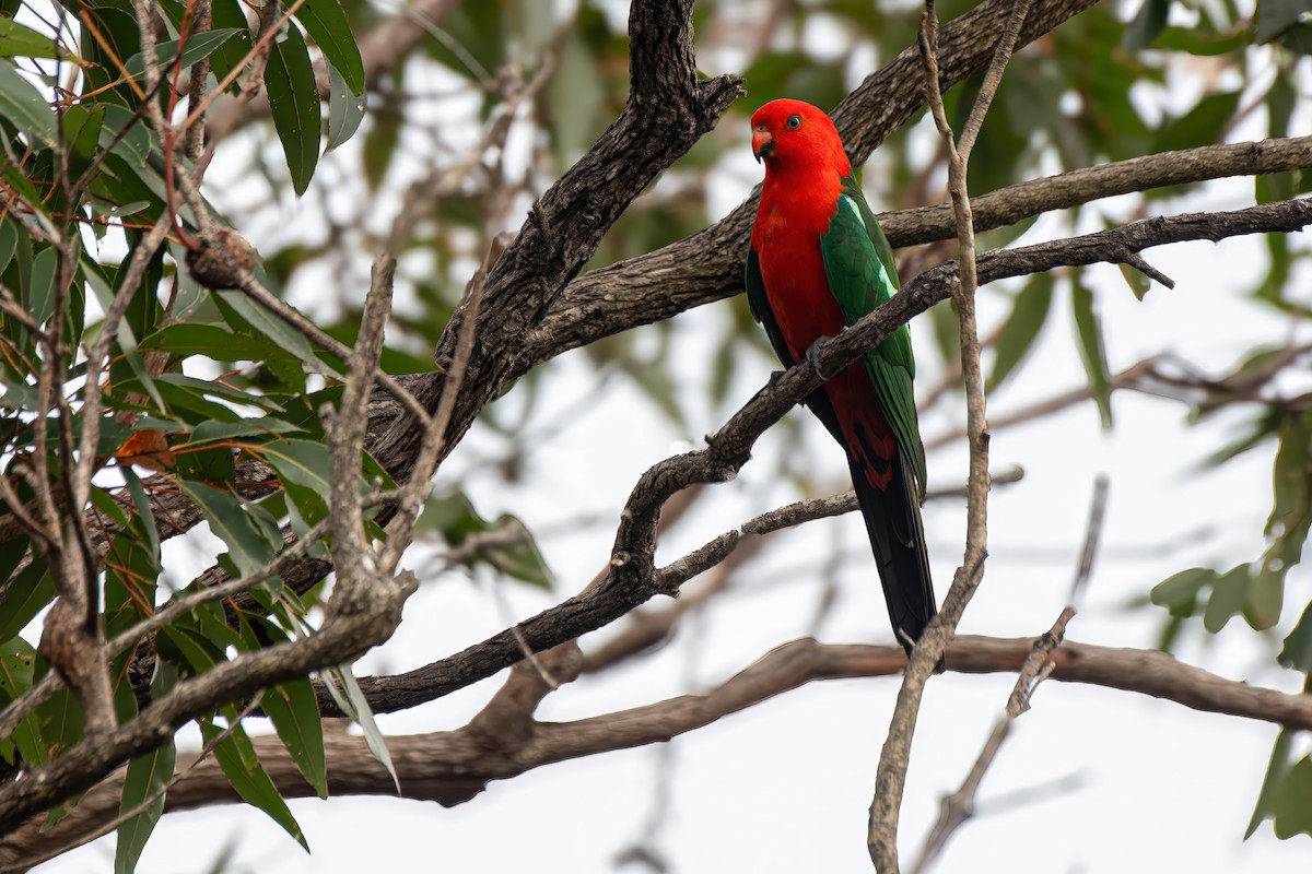 Australian King-Parrot - ML624175440