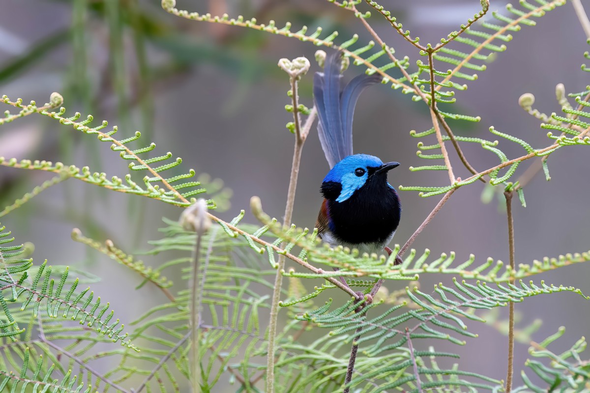 Variegated Fairywren - ML624175477