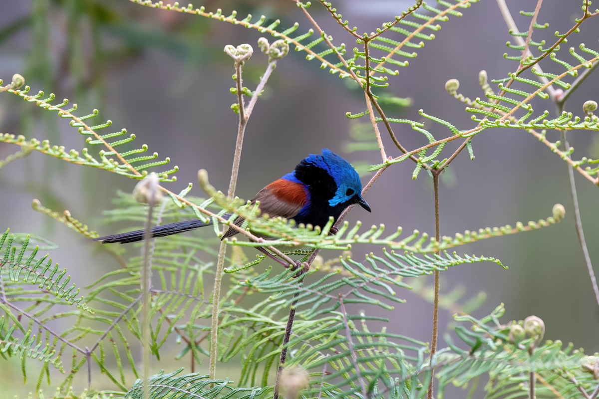 Variegated Fairywren - ML624175478