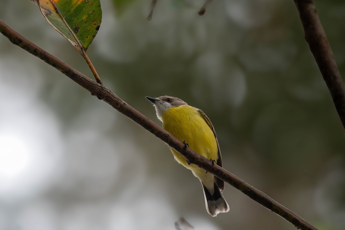 White-throated Gerygone - Gordon Arthur