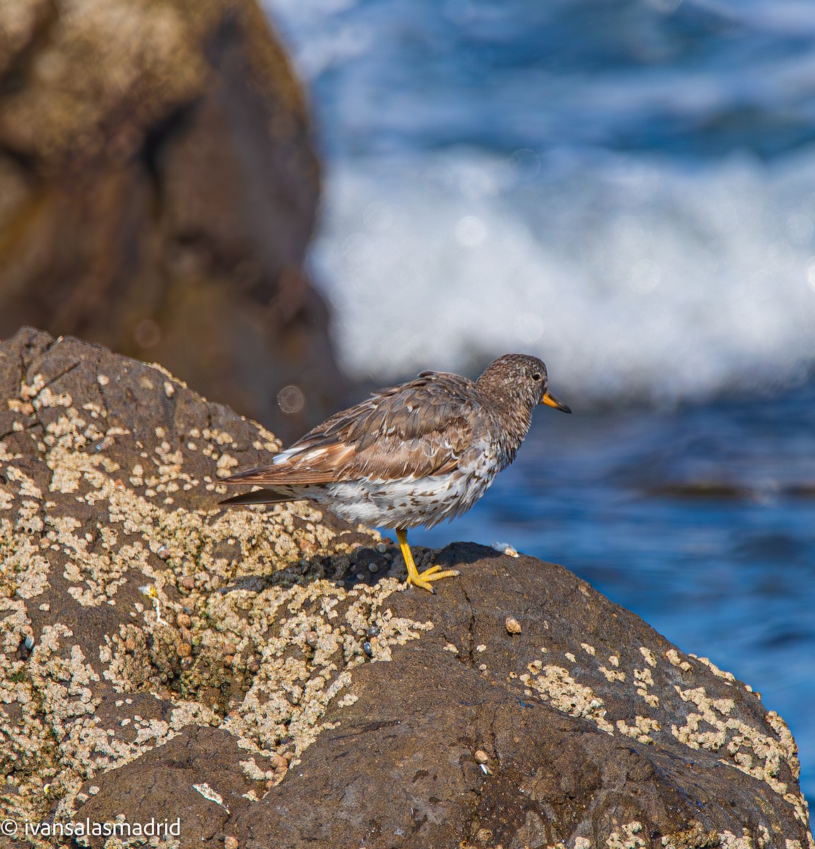 Surfbird - ML624175501