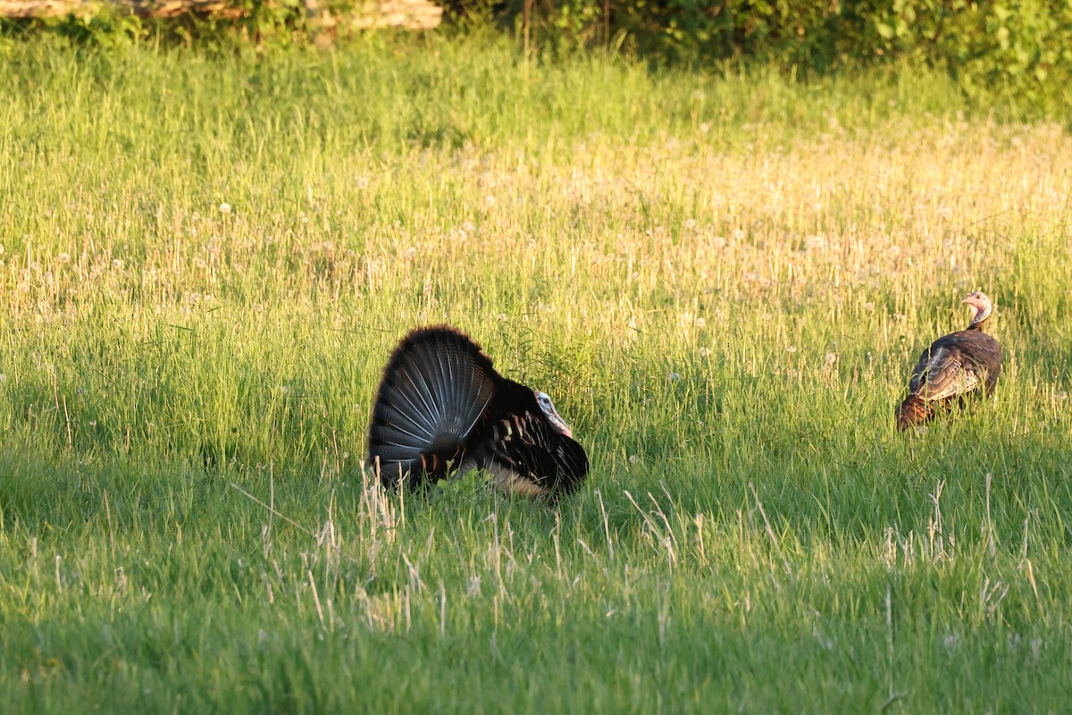 Wild Turkey - ML624175510