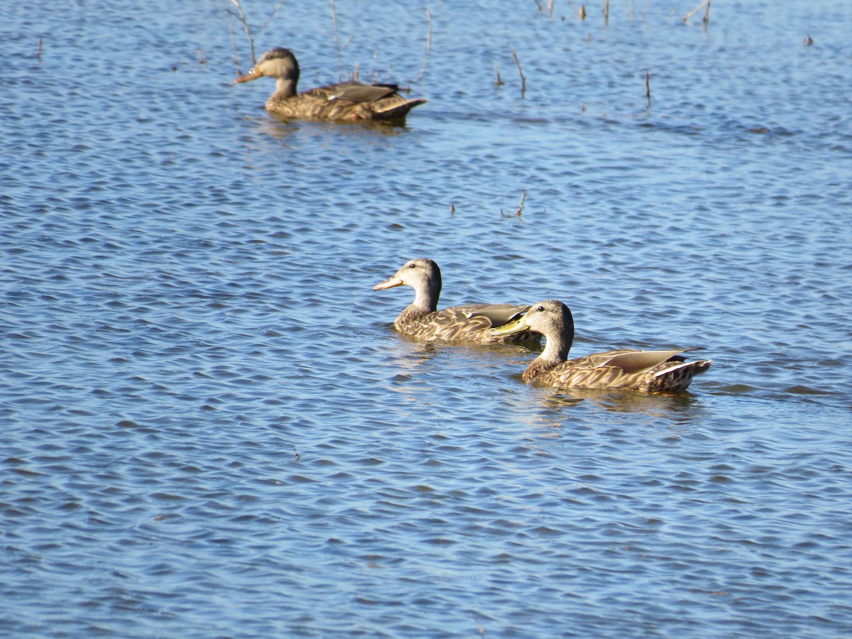 Mexican Duck - ML624175547