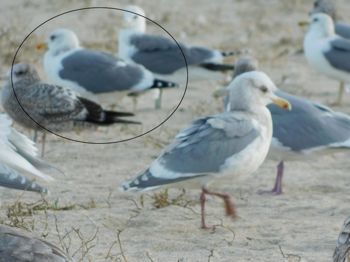 Herring Gull (Vega) - Adi Rao