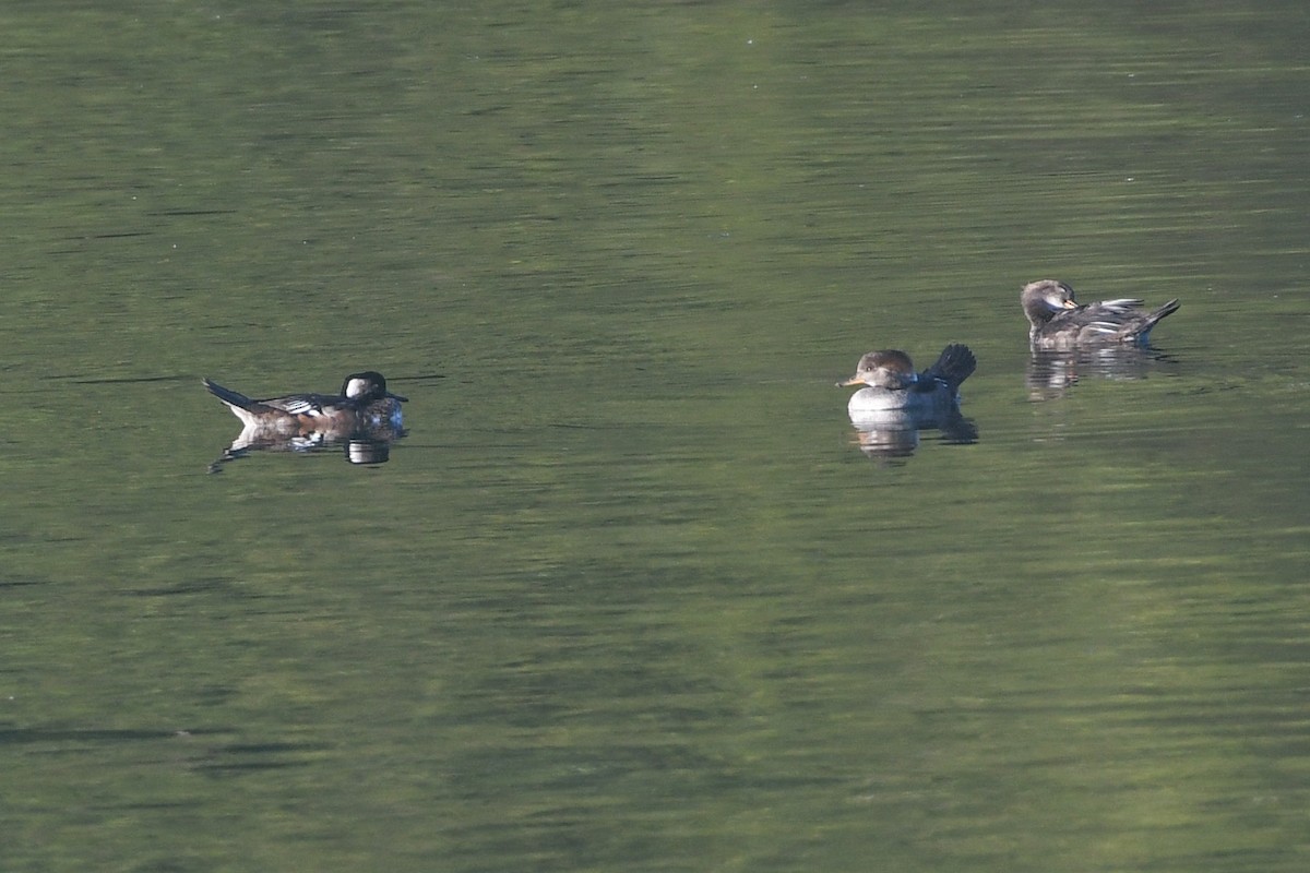 Hooded Merganser - ML624175551