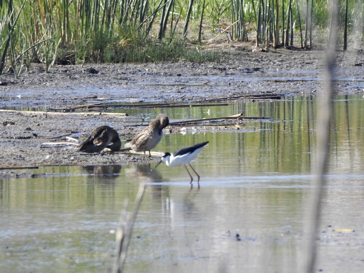 Black-necked Stilt - ML624175552