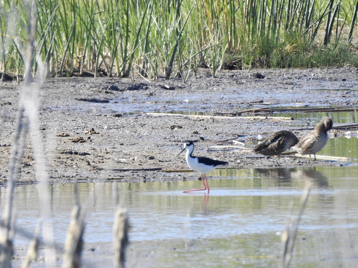 Black-necked Stilt - ML624175553