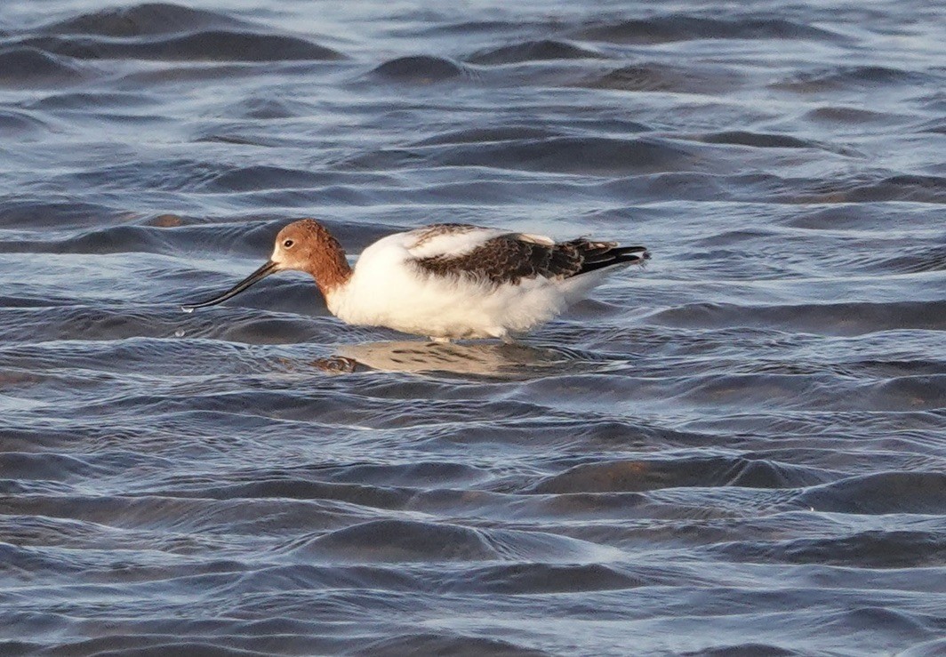 Red-necked Avocet - Snotty Foster