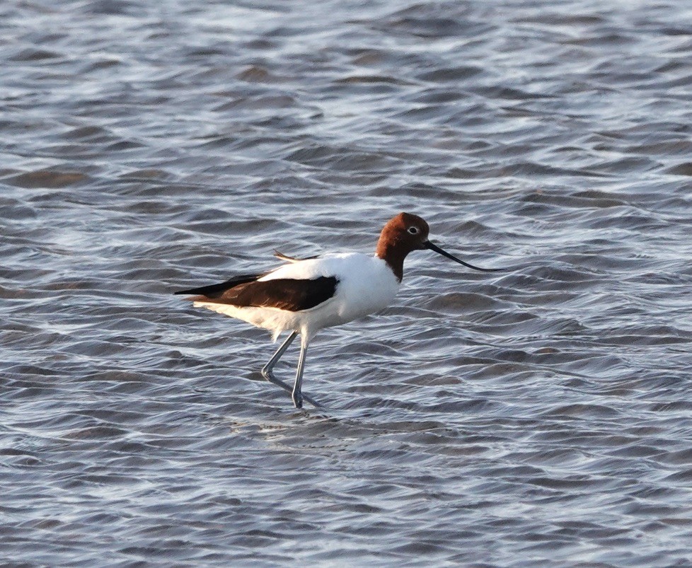 Red-necked Avocet - ML624175565