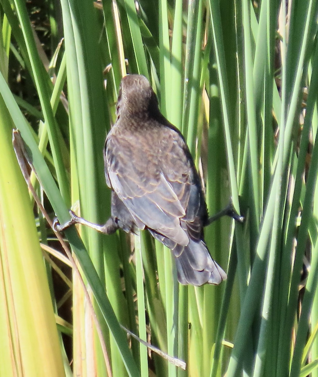 Red-winged Blackbird (California Bicolored) - ML624175571