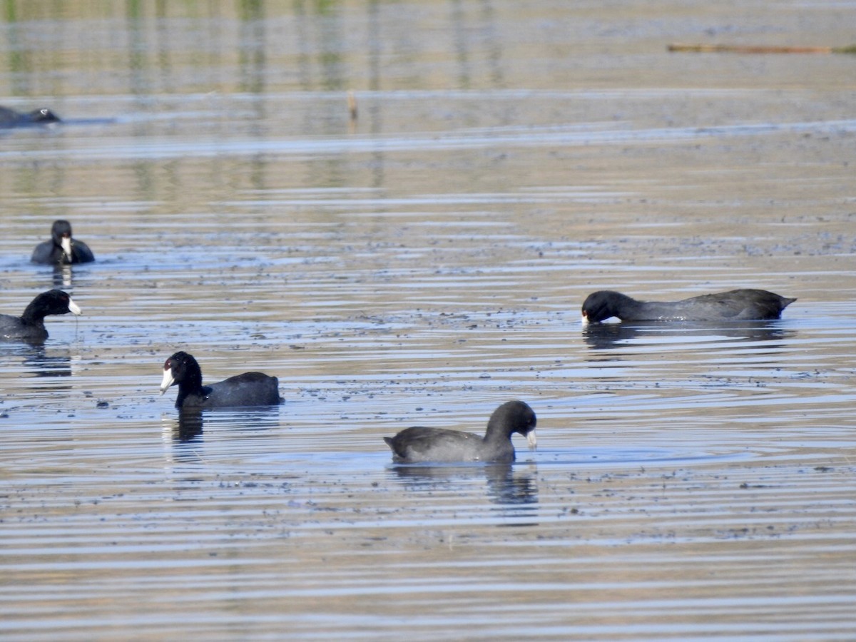 American Coot - ML624175579