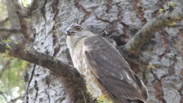 Sharp-shinned Hawk - ML624175604