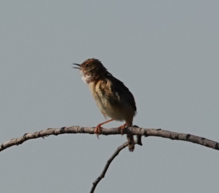 Cisticole à couronne dorée - ML624175608